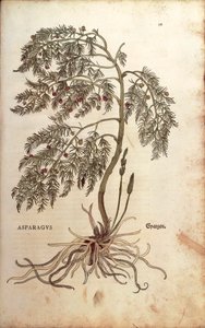 Asparagus (Asparagus officinalis) by Leonhart Fuchs from De historia stirpium commentarii insignes (Notable Commentaries on the History of Plants)
