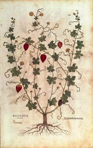 Balsam Apple (Momordica balsamina) from Notable Commentaries on the History of Plants