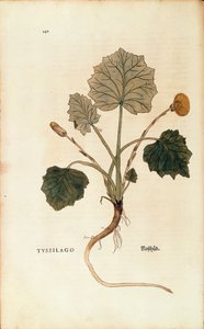 Coltsfoot (Tussilago farfara)