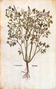 Common Fumitory (Fumaria officinalis)