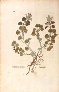 Ground-ivy - Glechoma hederacea (Chamaecissos) by Leonhart Fuchs from De historia stirpium commentarii insignes (Notable Commentaries on the History of Plants)