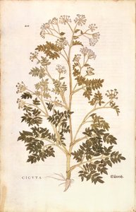 Hemlock - Conium maculatum (Cicuta) from De historia stirpium commentarii insignes (Notable Commentaries on the History of Plants), coloured engraving