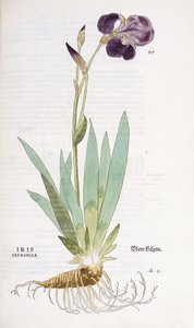 Iris Germanica, 1542 by Leonhard Fuchs