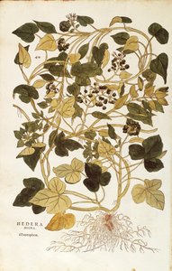 Ivy (Hedera helix nigra aurea) from Notable Commentaries on the History of Plants