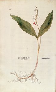 Lily of the Valley - Convallaria majalis (Ephemerum non letale) from De historia stirpium commentarii insignes (Notable Commentaries on the History of Plants), coloured engraving