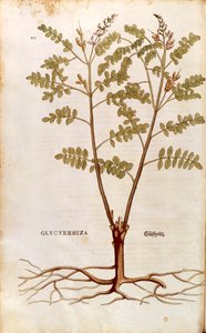 Liquorice or Licorice (Glycyrrhiza glabra)