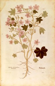 Mallow (Malva sylvestris elatior), Coloured Engraving