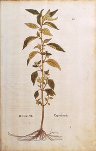 Pellitory-of-the-wall or Lichwort - Parietaria officinalis