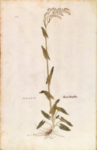 Sorrel or Spinach dock - Rumex acetosa (Oxalis) by Leonhart Fuchs from De historia stirpium commentarii insignes (Notable Commentaries on the History of Plants)