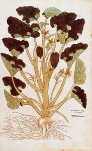 Squirting Cucumber - Ecballium elaterium