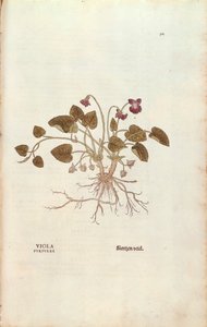 Violet (Viola odorata) by Leonhard Fuchs
