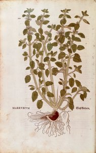 White Horehound by Leonhart Fuchs from De historia stirpium commentarii insignes