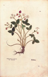 Woodland strawberry - Fragaria vesca (Fragaria maior et minor) from De historia stirpium commentarii insignes (Notable Commentaries on the History of Plants), coloured engraving by Leonhard Fuchs