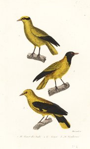 Oriole species by Leopold Massard
