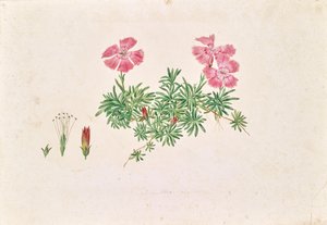 Alpine Carnation (Dianthus alpinus) by Leopold von Stoll