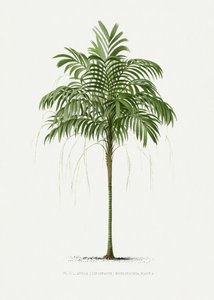 Areca Monostachya II