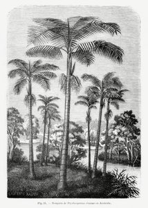 Vintage Palm Tree Drawing II