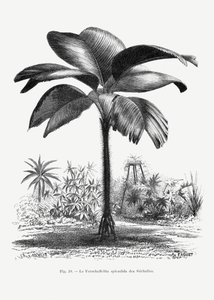 Vintage Palm Tree Drawing III