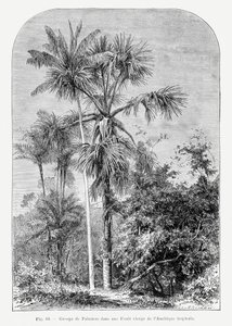 Vintage Palm Tree Drawing IV