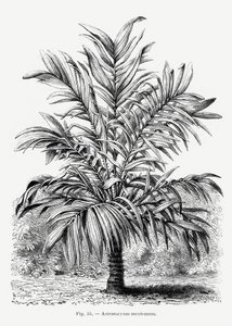 Vintage Palm Tree Drawing IX