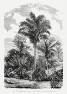 Vintage Palm Tree Drawing VI