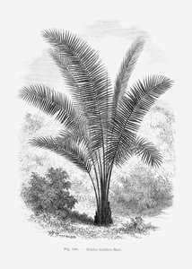 Vintage Palm Tree Drawing VII
