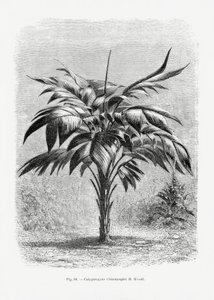 Vintage Palm Tree Drawing VIII