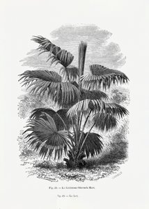 Vintage Palm Tree Drawing XII by Les Palmiers Histoire Iconographique