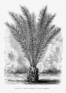 Vintage Palm Tree Drawing XIII by Les Palmiers Histoire Iconographique