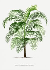 Cocos Weddeliana by Les Palmiers Histoire Iconographique