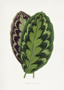 Calathea Veitchiana Leaf Illustration by Les Plantes a Feuillage Colore