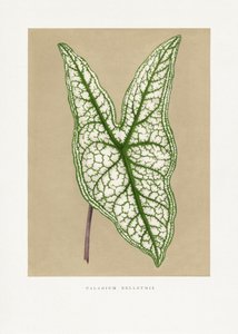 Green Caladium Belleymii Leaf Illustration by Les Plantes a Feuillage Colore