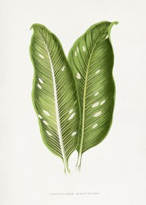 Green Dieffenbachia Baraquiniana Leaf Illustration by Les Plantes a Feuillage Colore