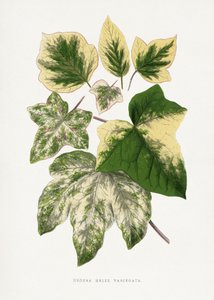 Green Leaf Illustration by Les Plantes a Feuillage Colore