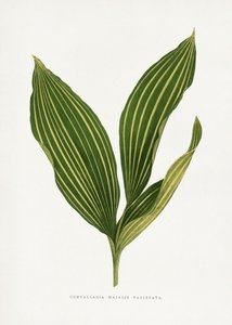 Lily of the Valley Leaf Illustration by Les Plantes a Feuillage Colore