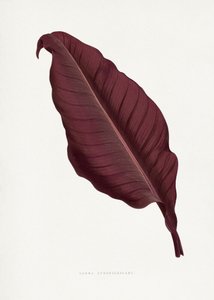 Pink Canna Atronigricans Leaf Illustration by Les Plantes a Feuillage Colore