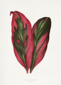 Pink Dracaena Terminalis Leaf Illustration by Les Plantes a Feuillage Colore