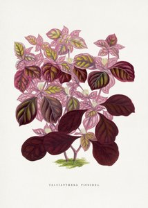 Pink Teleianthera Ficoidea Leaf Illustration by Les Plantes a Feuillage Colore