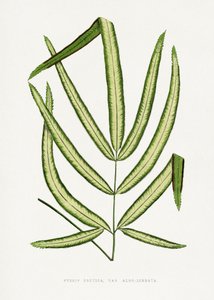 Pteris Cretica Leaf Illustration by Les Plantes a Feuillage Colore