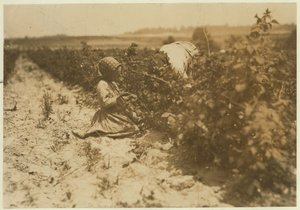 A six year old Polish girl picking berries all day with her family (Scholtz) at Rock Creek near Baltimore, Maryland, 1909