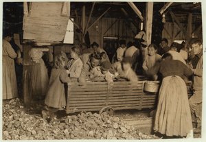 Bill May, Aged 5 who Makes 15 Cents a Day, in the Shucking Shed at Barataria Canning Company, Biloxi, Mississippi