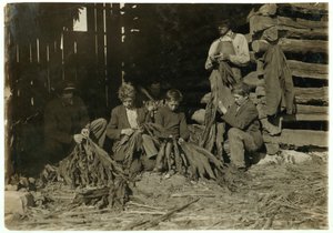 Sons of J.H. Burch Aged 12, 14 and 17 Stripping Tobacco During School Hours at Warren County, Rockfield, Kentucky, 1916
