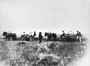 Cutting Hay in Policoro Fields, Farmers with Horses and Carts, Basilicata, Early 1900s, Italy, 20th Century