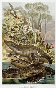 Nile Crocodiles (Crocodilus niloticus) - in 