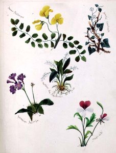 Wild Flowers