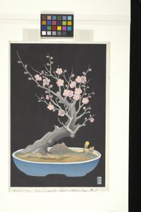 Japanese Dwarf Plum