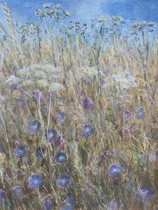 Cornflower 1