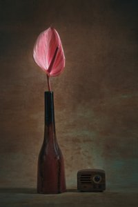 Elegant Anthurium and Radio