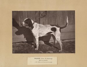 Pilot, Saintonge Dog, Virelade Pack, A.M. Joseph de Carayon Latour