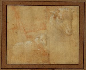 Study of a Lamb by Lorenzo di Credi
